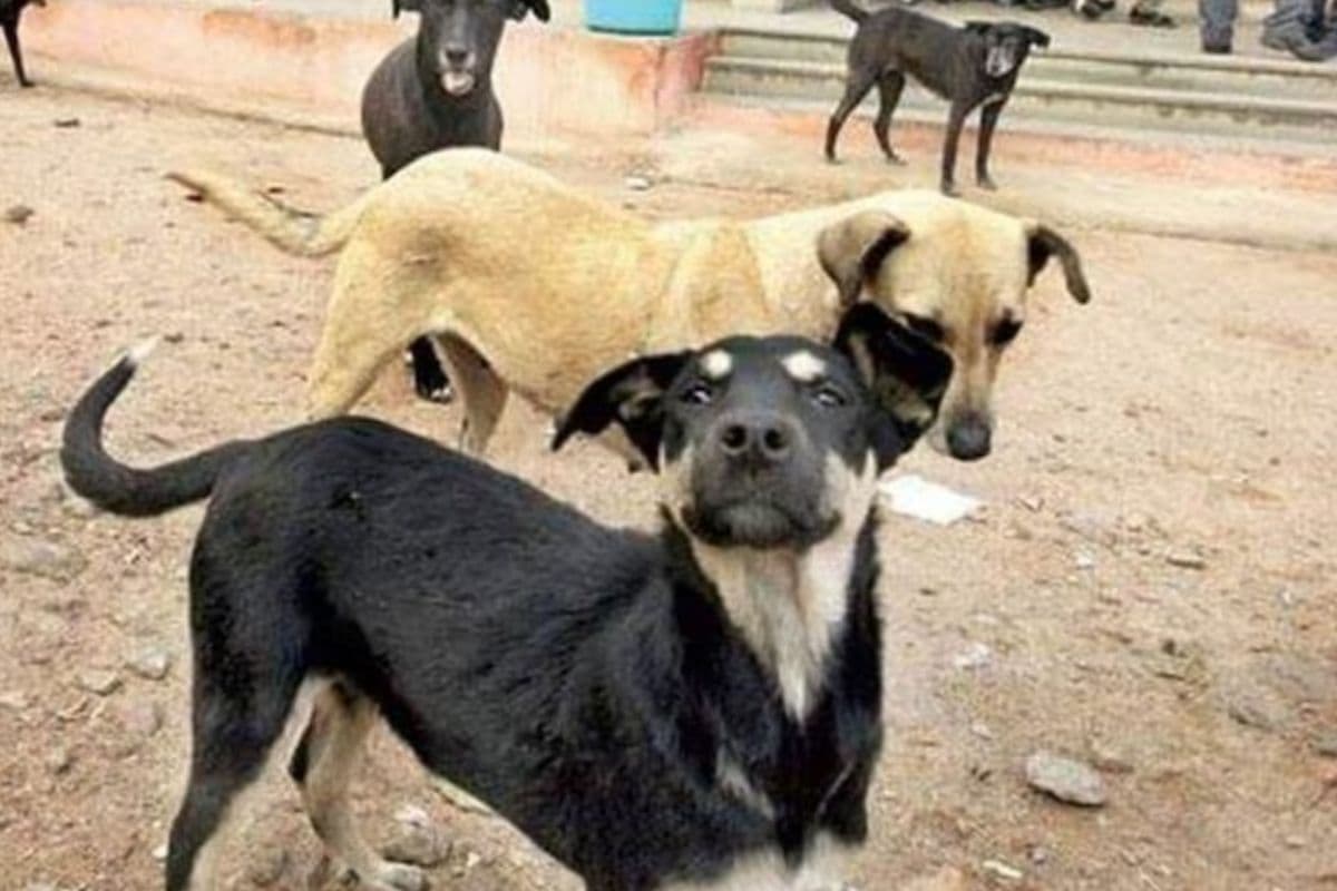 Viral News: बाप ने डॉग दो दी दर्दनाक मौत, पीटा, घसीटा, कुचला फिर जलाया, जानिए कारण