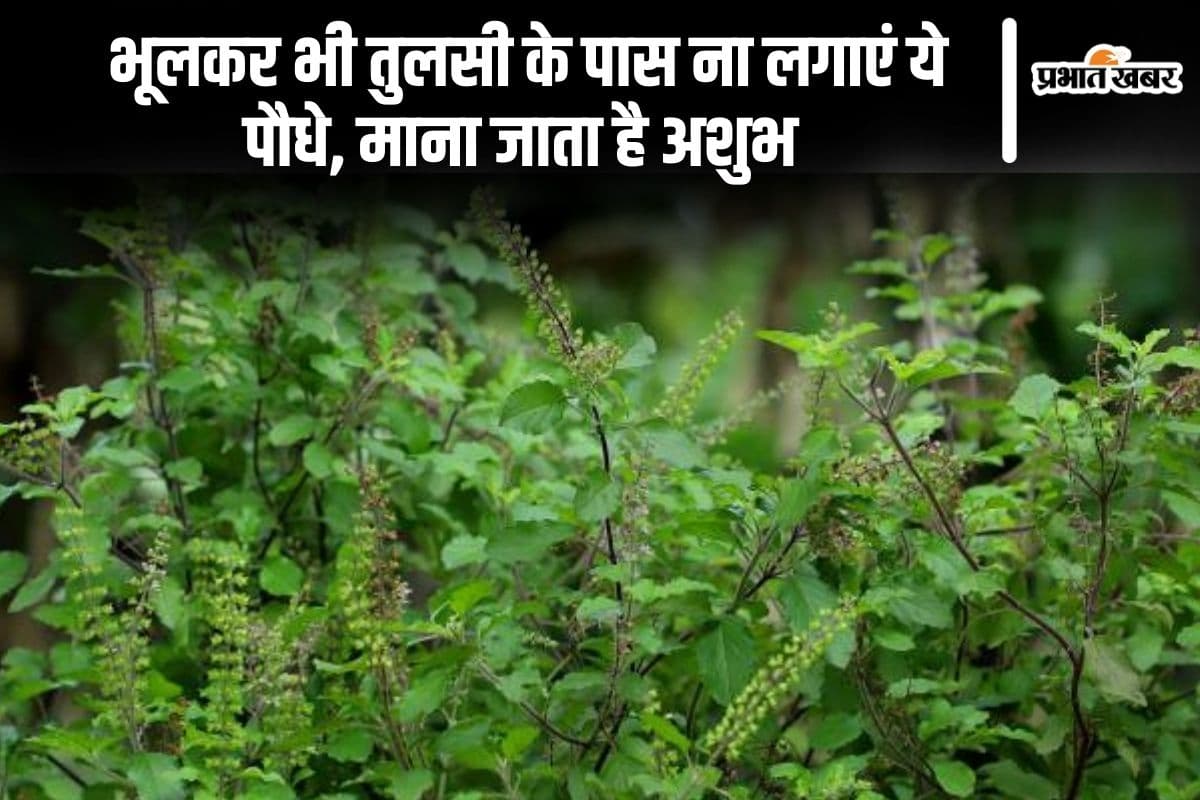 Vastu Tips: भूलकर भी तुलसी के पास ना लगाएं ये पौधे, माना जाता है अशुभ