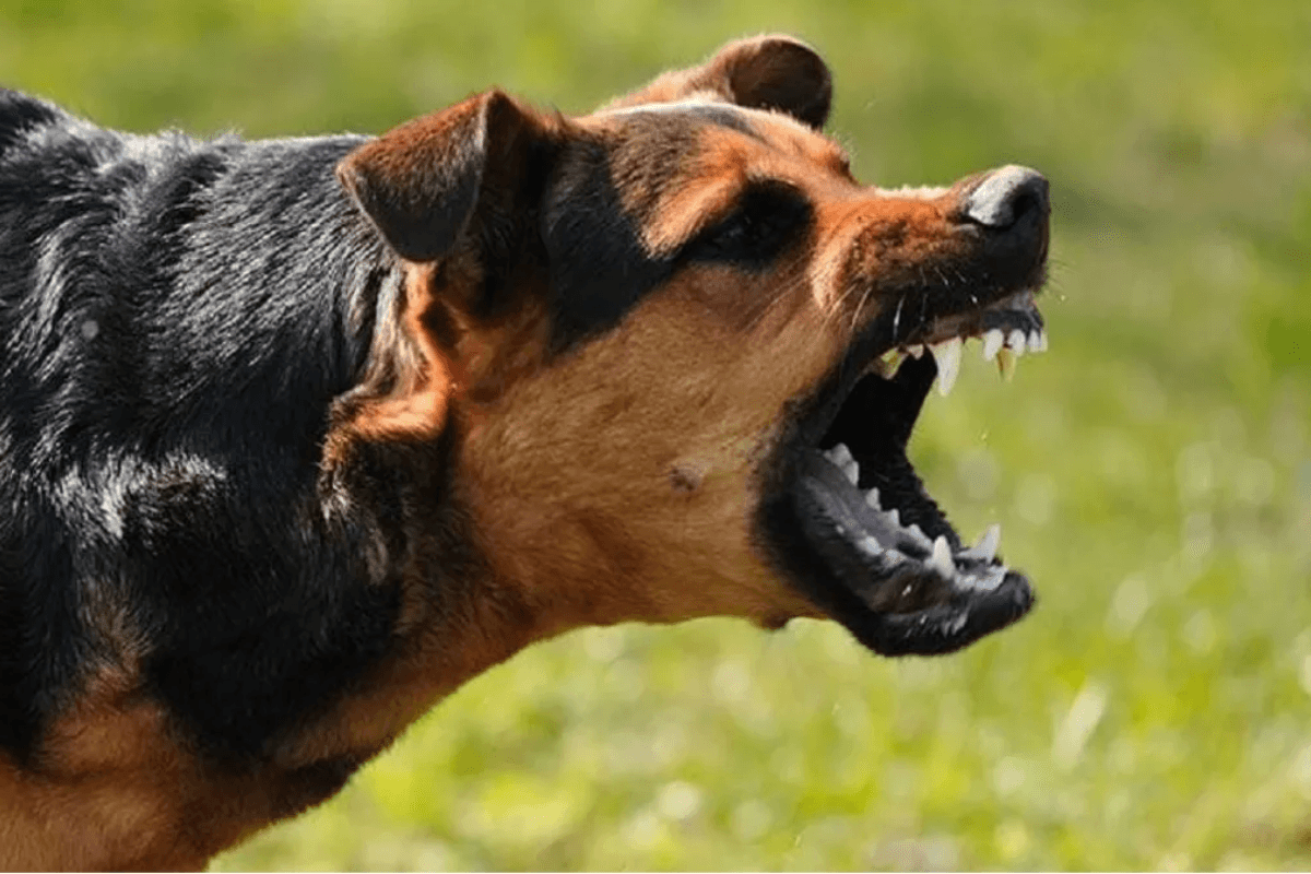Muzaffarpur News: जिले में हिंसक हुए कुत्ते, 100 से अधिक लोगों को काटा