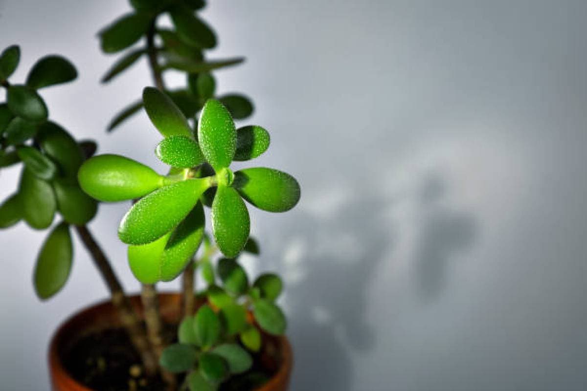 Vastu Tips: घर में चाहते हैं सुख और समृद्धि तो लगाएं ये लकी पौधे, नहीं खाली होगी तिजोरी