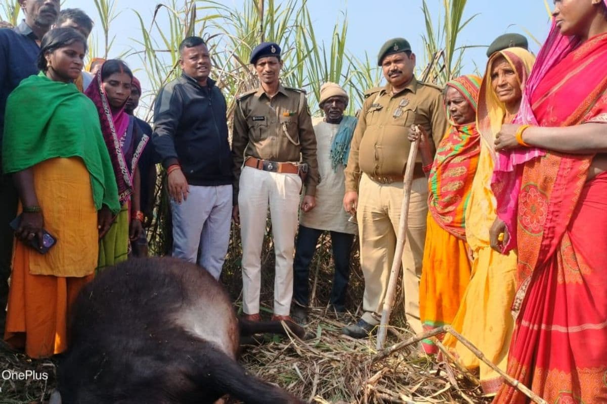 बगहा में बाघ का आतंक, भैंस को बनाया अपना शिकार, ग्रामीणों में दहशत