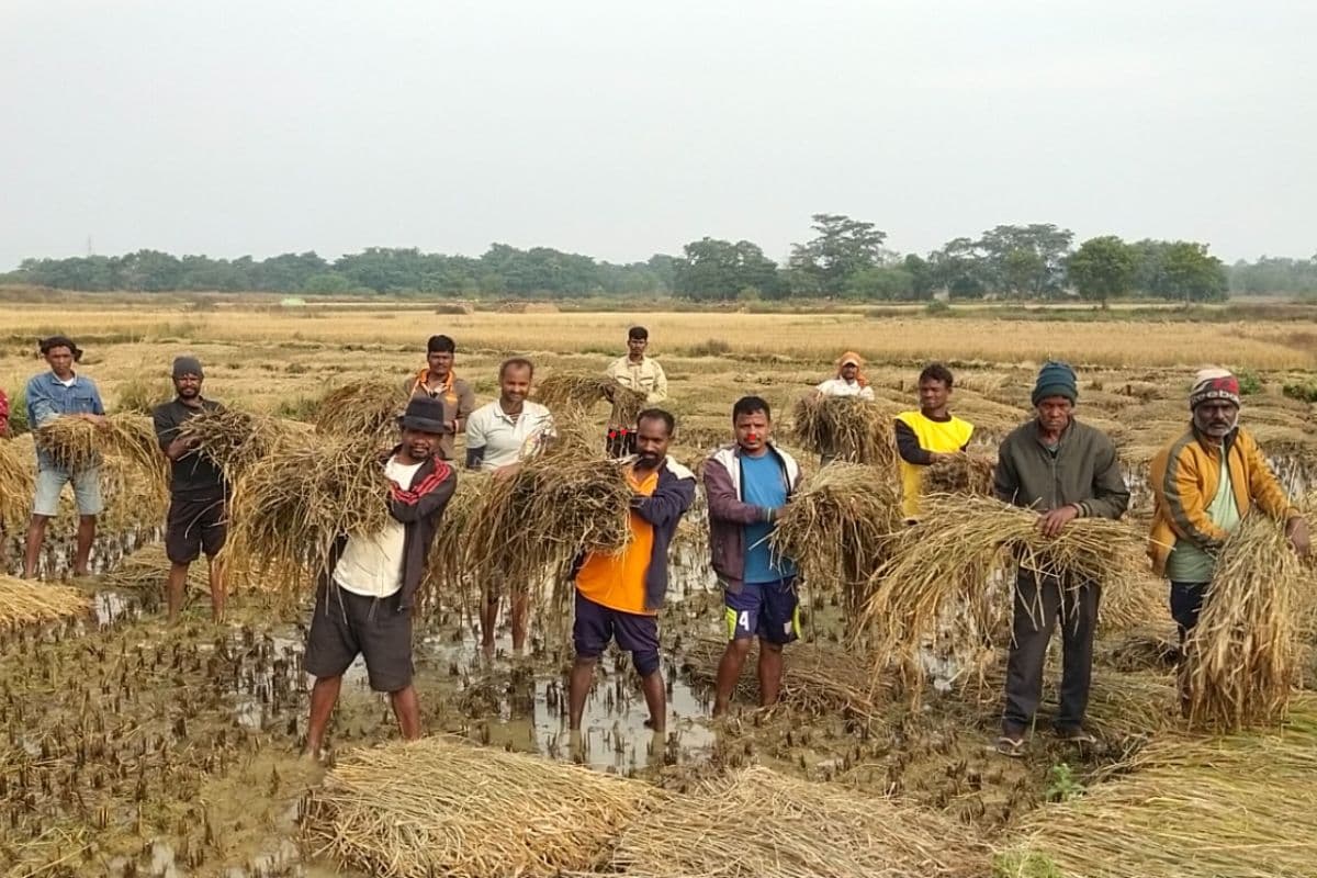 Jharkhand News: पश्चिमी सिंहभूम में अचानक नहर में छोड़ा गया पानी, 3000 एकड़ में धान की फसल बर्बाद