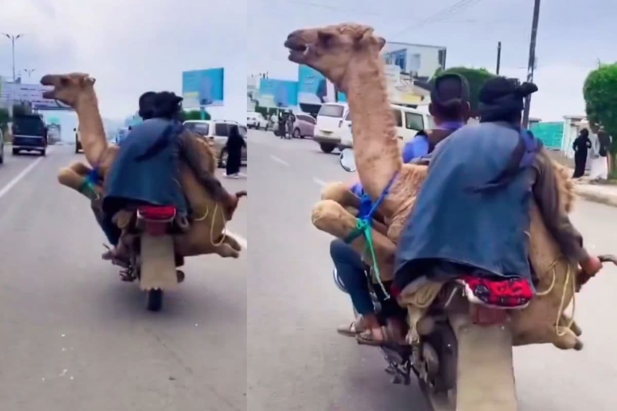 Video Viral: ऊंट ने की बाइक की सवारी, देखें वीडियो