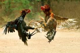 Cock fighting: सिदगोड़ा निवासी रंजीत कुमार के मुर्गे ने कमेटी के बाजी मुर्गा को हराया
