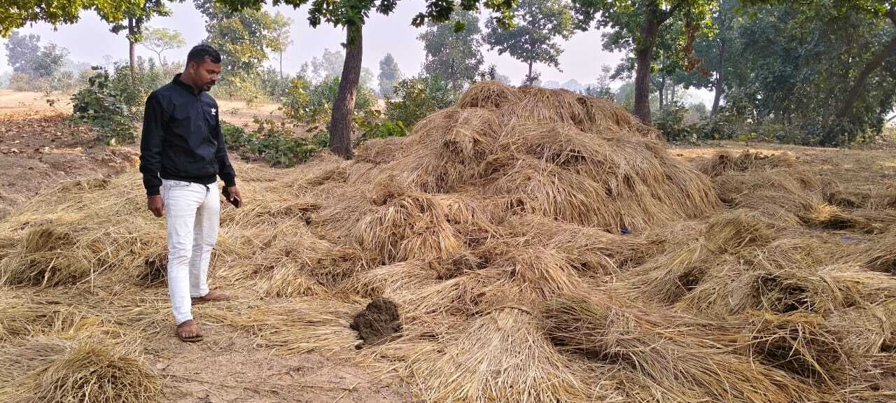 Giridih News: बिरनी में दूसरे दिन भी हाथियों का उत्पात जारी, किसानों की फसल बर्बाद