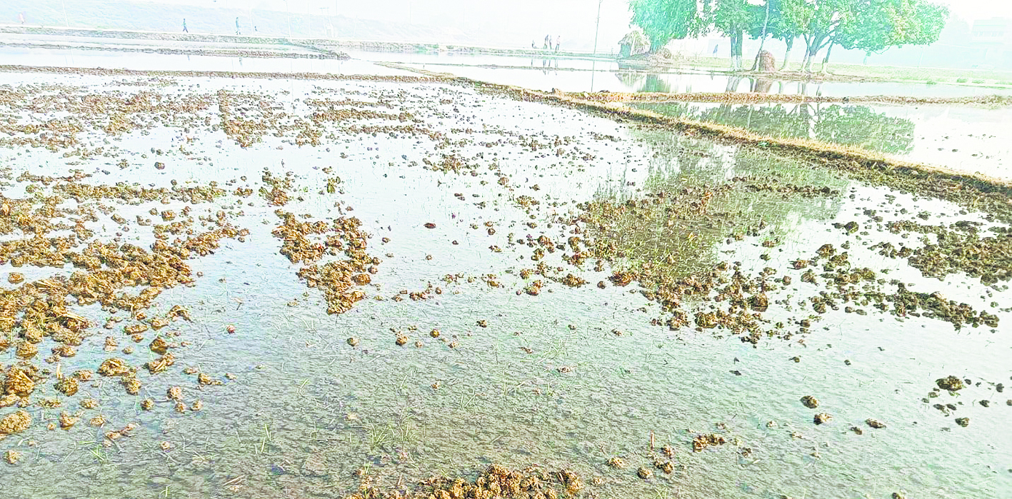 अस्थावां में नल जल बना किसानों का जी का जंजाल, 20 एकड़ में गेहुं की फसल पानी में डूबी