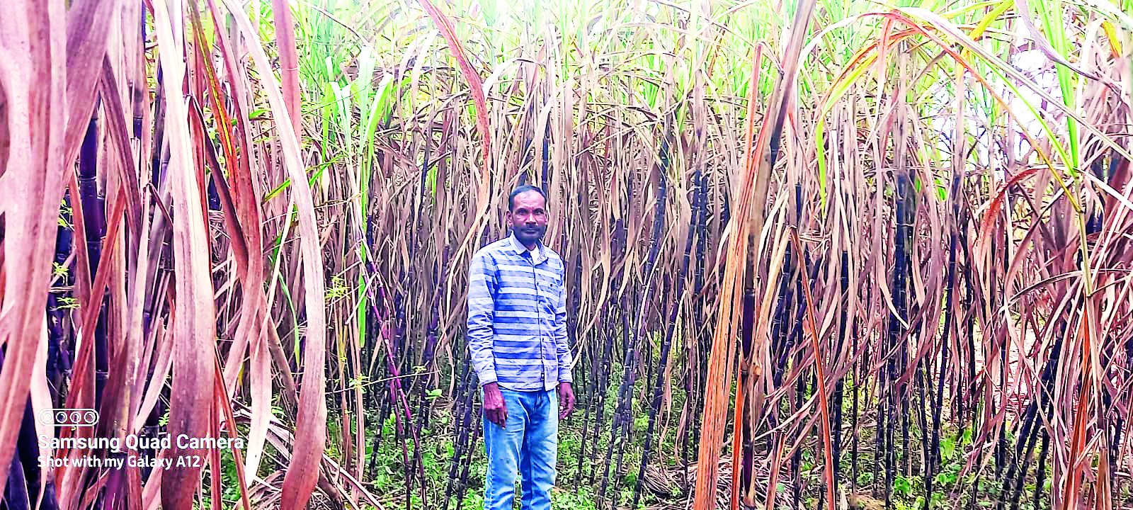 फूलगोभी व गन्ना की खेती से आत्मनिर्भर बन रहे किसान