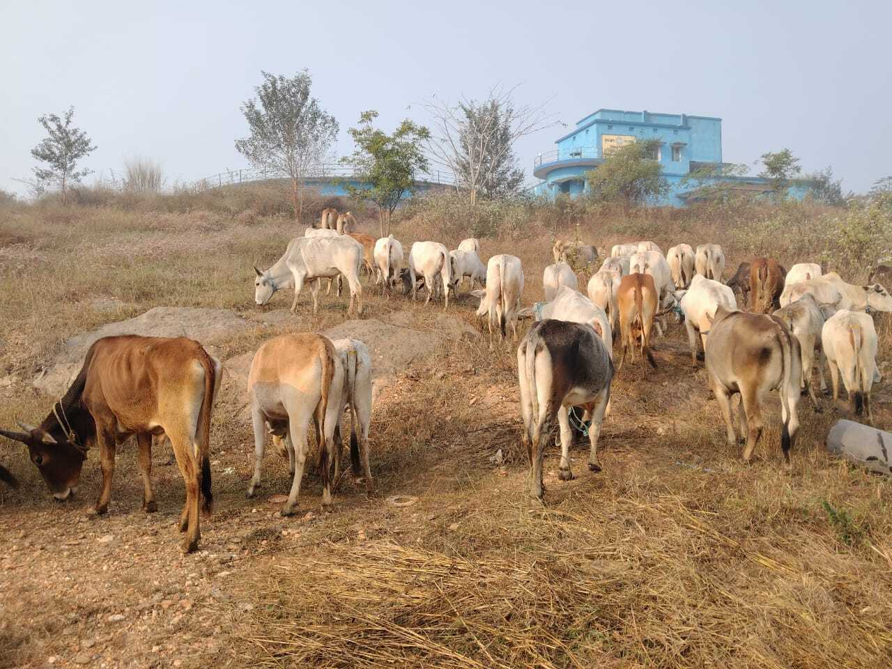East Singhbhum : मुसाबनी के रास्ते बंगाल जा रहे 50 गौवंश जब्त, तस्कर फरार