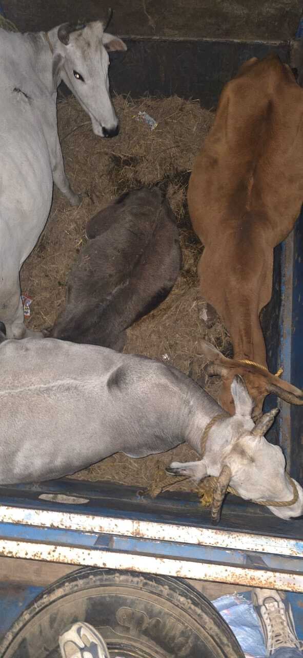 Giridih News :गोवंश लदा एक वाहन जब्त, व्यापारी भेजा गया जेल