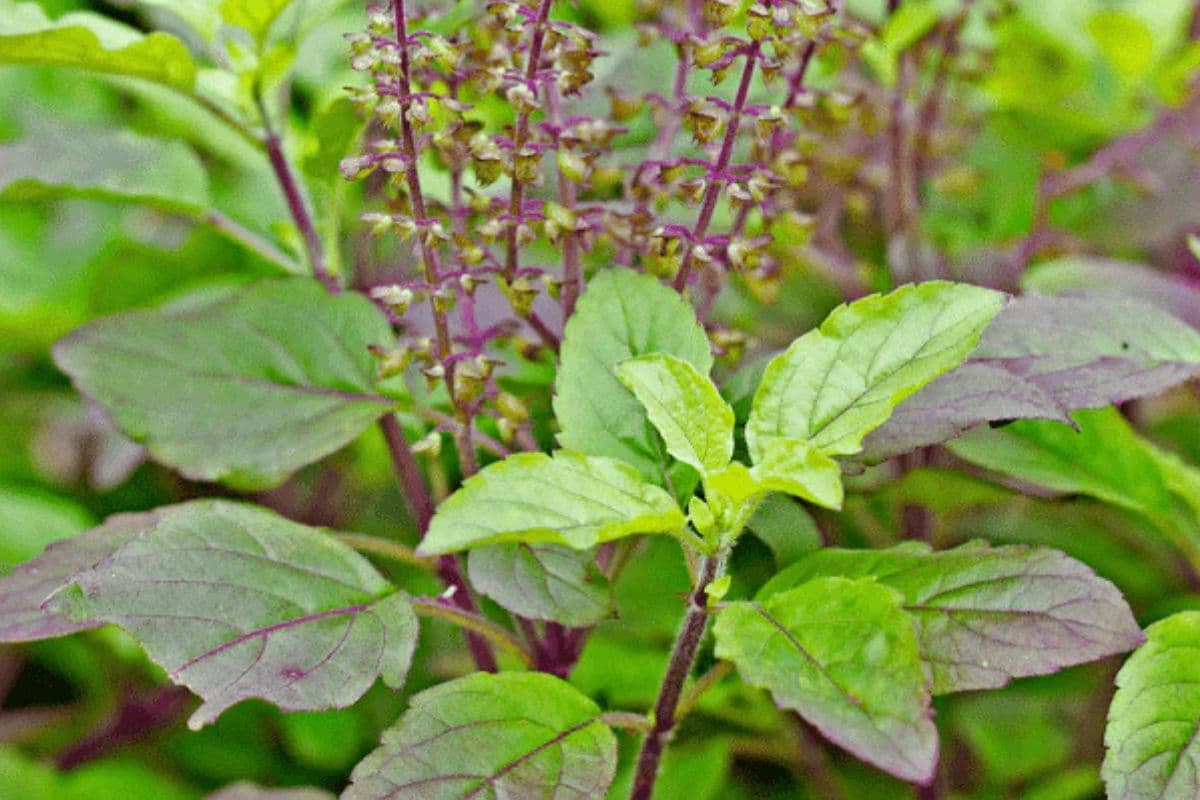 Tulsi Plant Summer Care Tips: गर्मियों में मुरझाई तुलसी को फिर से बनाएं हरा-भरा, इन आसान तरीकों का करें इस्तेमाल