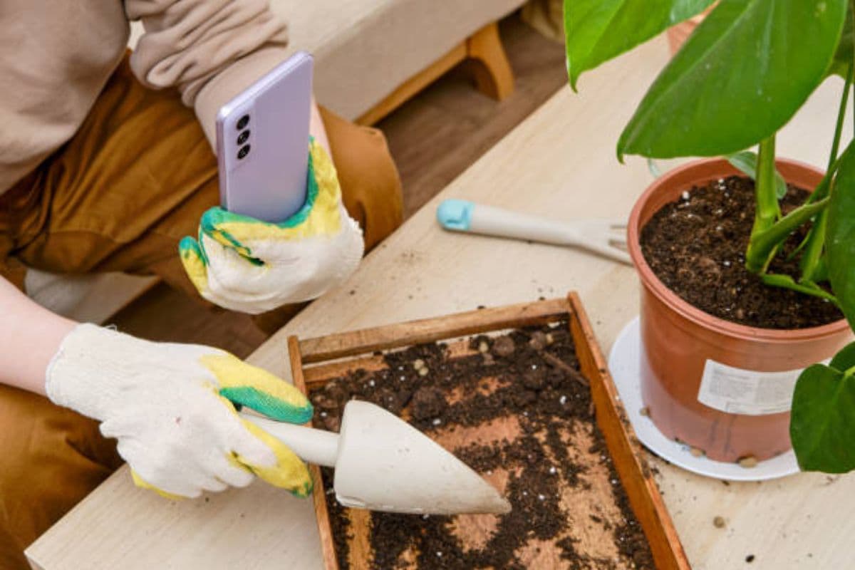 Gardening Tips: घर के गार्डन में लगाएं ये बेहतरीन फूल, खुशबुओं और ताजगी से भरा रहेगा मकान