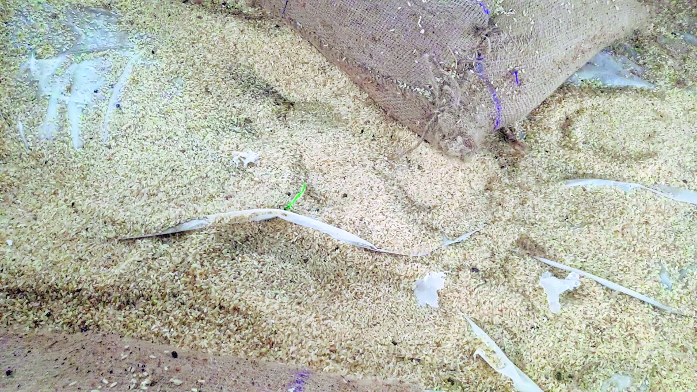 Hajipur News : एमओ की जांच के बाद बदला गया कीड़ायुक्त चावल