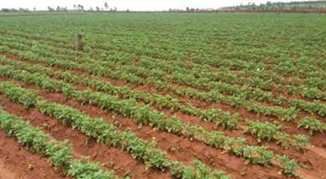 East Singhbhum news : बरसोल : ठंड व कुहासा से आलू की फसल को नुकसान, किसान चिंतित