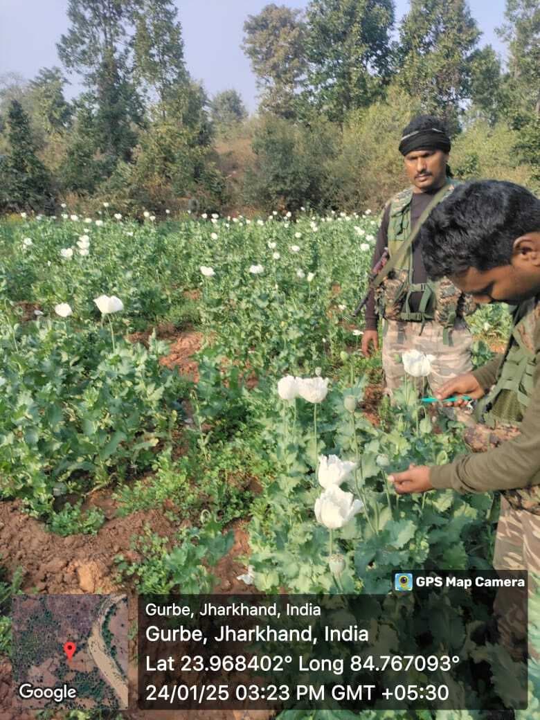 जीएम लैंड पर हो रही थी अफीम की खेती, पुलिस ने किया नष्ट