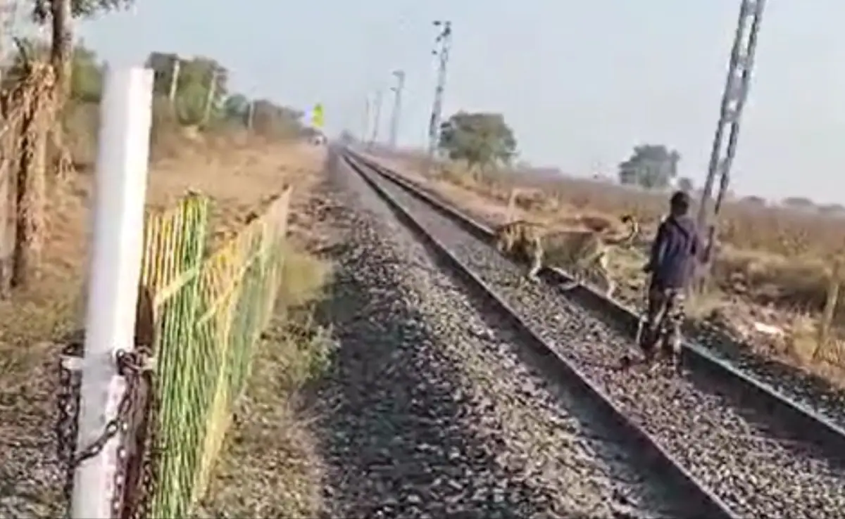 WATCH: रेलवे ट्रैक पर आ पहुंचा शेर, पालतू जानवर की तरह हांकने लगा बंदा, फिर जो हुआ…