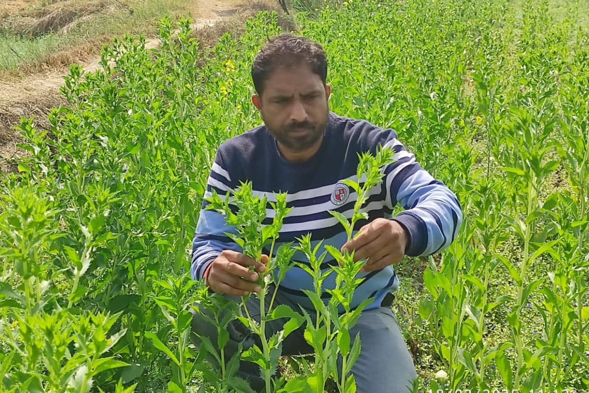 Gaya: तीन कट्ठे में कुसुम की खेती करते हैं आशीष, मसाले व आयुर्वेदिक दवाई बनाने में आता है काम