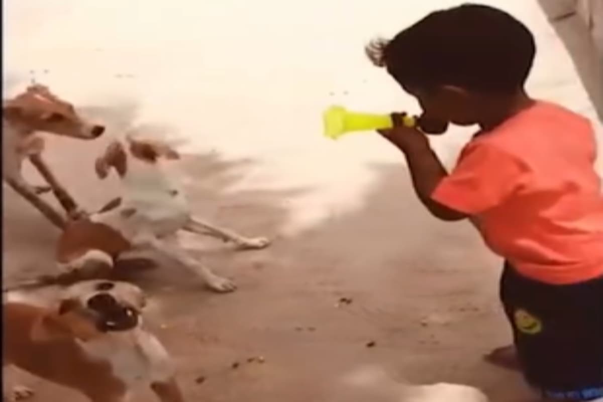 Viral Video: बच्चे ने खिलौने की धुन पर स्ट्रीट डॉग्स को नचाया,वीडियो हुआ वायरल