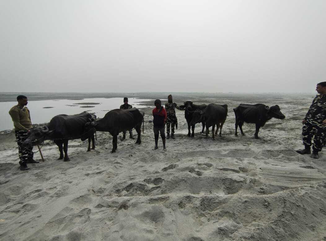 नेपाल से तस्करी कर लाये जा रहे मवेशियों के साथ तस्कर गिरफ्तार