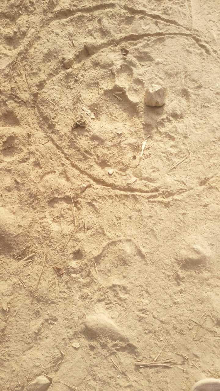 East Singhbhum News : बोड़ाम में पहुंचा बाघ, जंगल में लकड़ी लाने नहीं जा रहे ग्रामीण