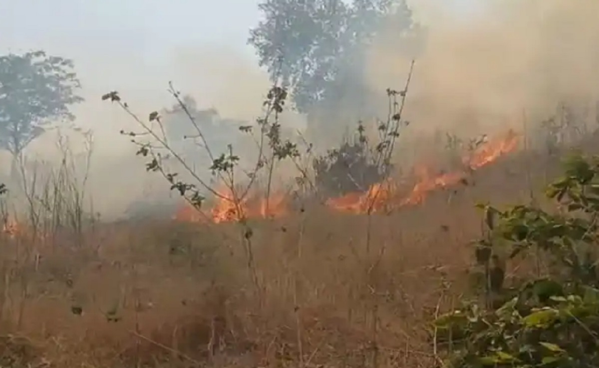 जमुई के जंगल में भीषण आग, हजारों पेड़ राख, वन्यजीवों में हाहाकार