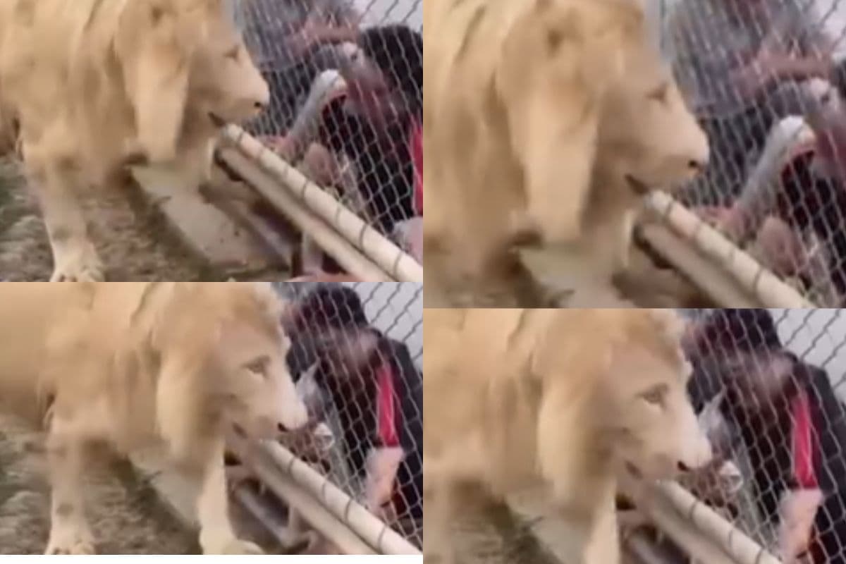 Viral Video: शेर ने कहा, “फोटो बाद में खिंच लेना, पहले हाथ तो हटाओ!”