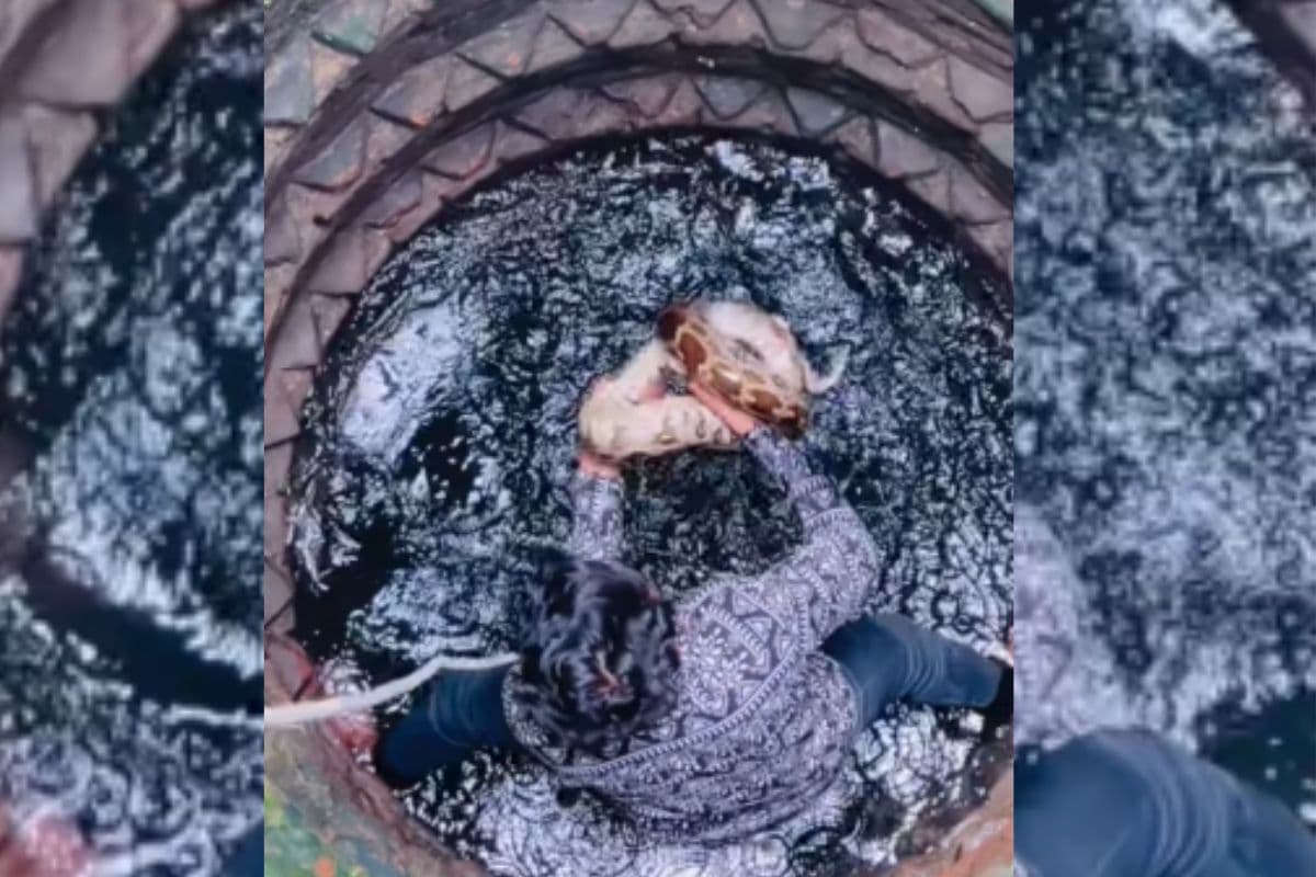 Viral Video: बड़े से अजगर को पकड़ने कुएं में उतर गया शख्स, पाइथन ने कर दिया अटैक, वीडियो देख हो जाएंगे रोंगटे खड़े