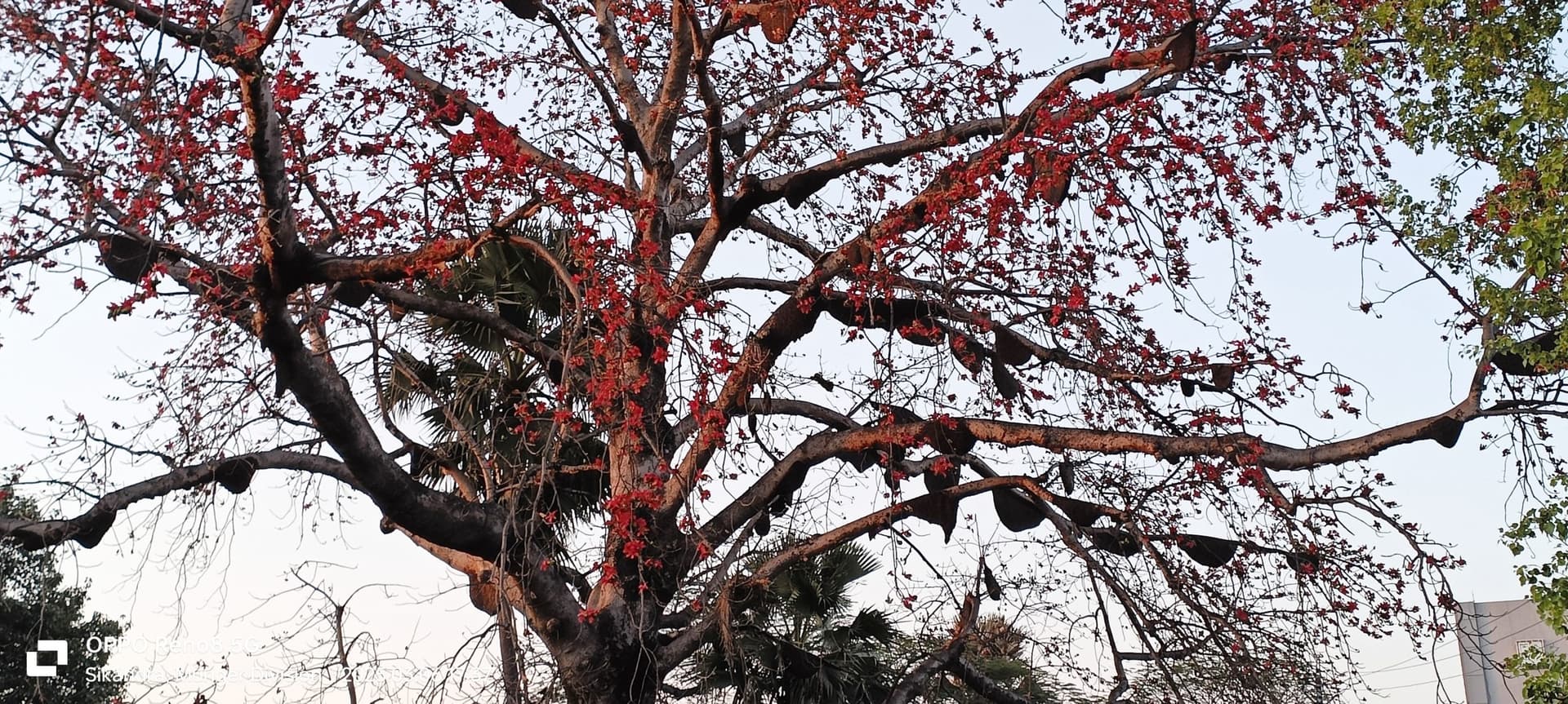मधुमक्खी के हमले से दर्जनों लोग घायल