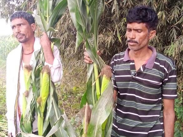 परोरा में फसल बचाने के लिए किसानों ने पुलिस को दिया आवेदन