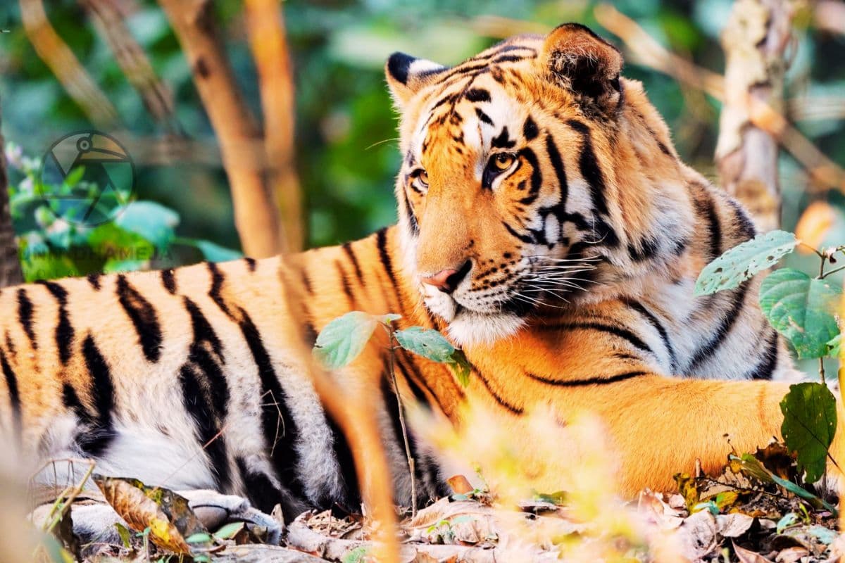 नागपुर से 2 रॉयल बंगाल टाइगर जमशेदपुर पहुंचे, कड़ी निगरानी में हैं दोनों बाघ