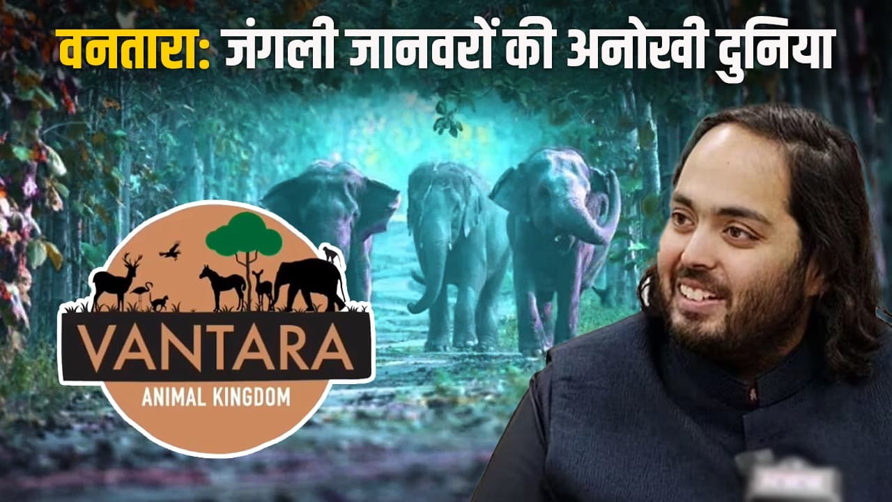 Vantara: वनतारा के जंगल में दुर्लभ जंगली जानवरों का आशियाना Vantara: वनतारा के जंगल में दुर्लभ जंगली जानवरों का आशियाना