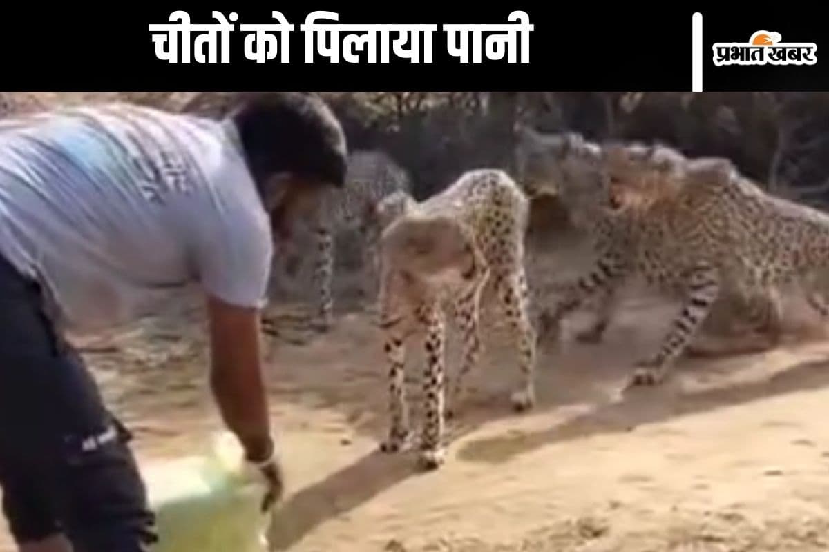 Viral Video : वाह रे हिम्मत! सामने जाकर चीतों को पानी पिला दिया