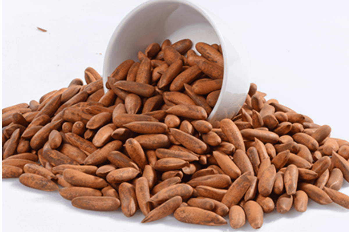 Pine Nut Benefits: महंगे ड्राई फ्रूट्स से भी ज्यादा फायदेमंद है ये सस्ता चीज, फायदे जान होश उड़ जाएंगे