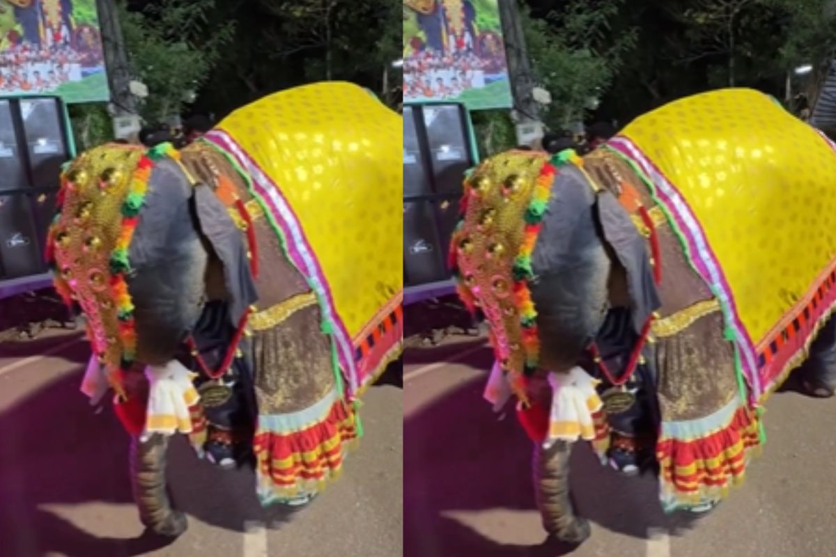 Viral Video: नाचने के शौकीन निकले हाथी महाराज, किया ऐसा डांस कि लोग रह गए हैरान