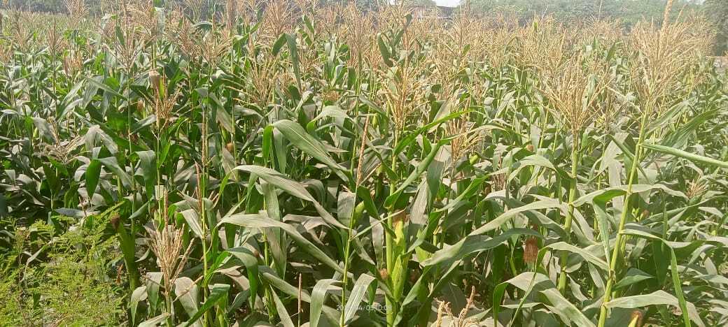 Agricultural University, Samastipurमिट्टी को पर्याप्त मात्रा में पोषक तत्व उपलब्ध कराने की जरूरत : डा सिंह