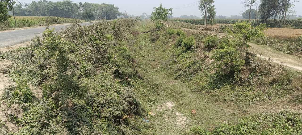 अंतिम छोर तक नहीं पहुंच रहा नहर का पानी, सूखने लगी मक्का की फसल