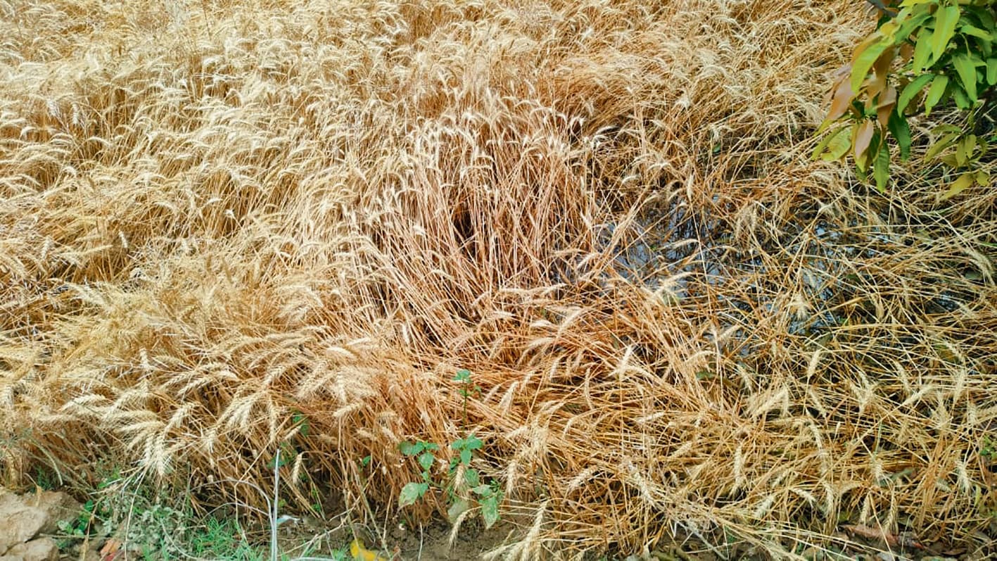Gopalganj News : गरज के साथ बारिश से किसानों की मेहनत व उम्मीदों पर झटका, गेहूं की फसल के सड़ने की चिंता बढ़ी