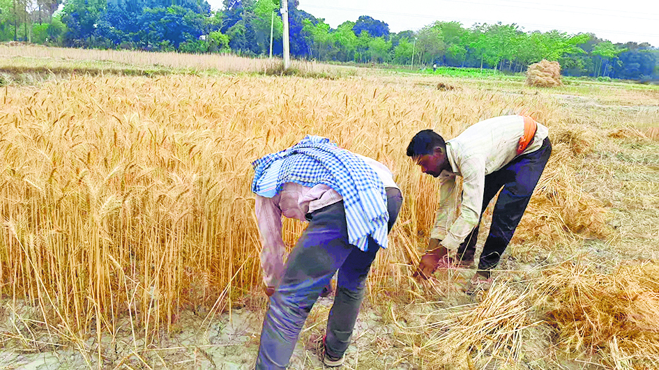 hajipur news. बारिश व लगातार छाये बादल ने बढ़ायी चिंता, तैयार गेहूं की फसल को सहेजने में जुटे किसान