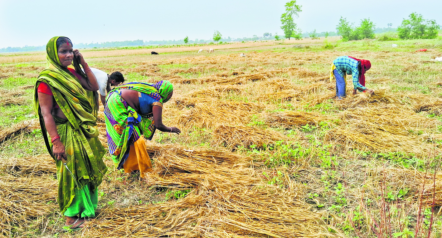 Gopalganj News : जिले भर में आंधी और पानी से गेहूं की 22 हजार हेक्टेयर फसल काे पहुंचा नुकसान