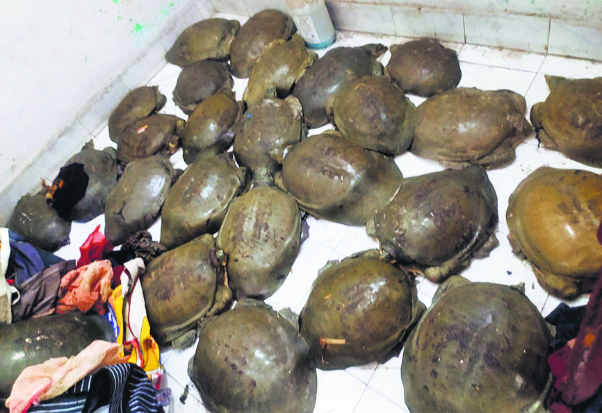 फरक्का एक्सप्रेस से 27 कछुए बरामद तीन तस्कर भी चढ़े पुलिस के हत्थे