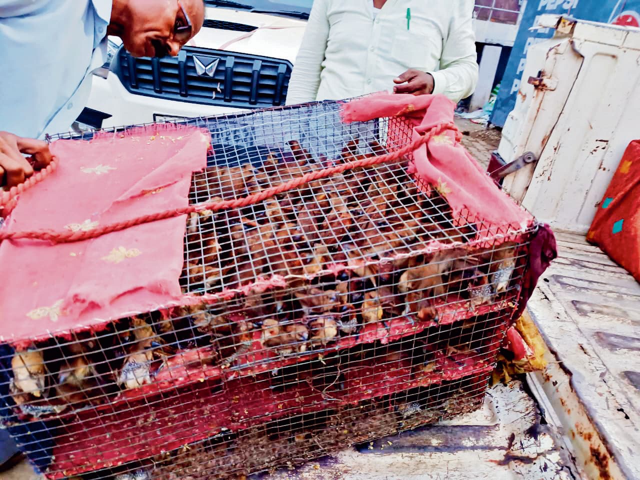 Patna News : बैरिया बस स्टैंड से 862 प्रतिबंधित पक्षियों के साथ तस्कर गिरफ्तार