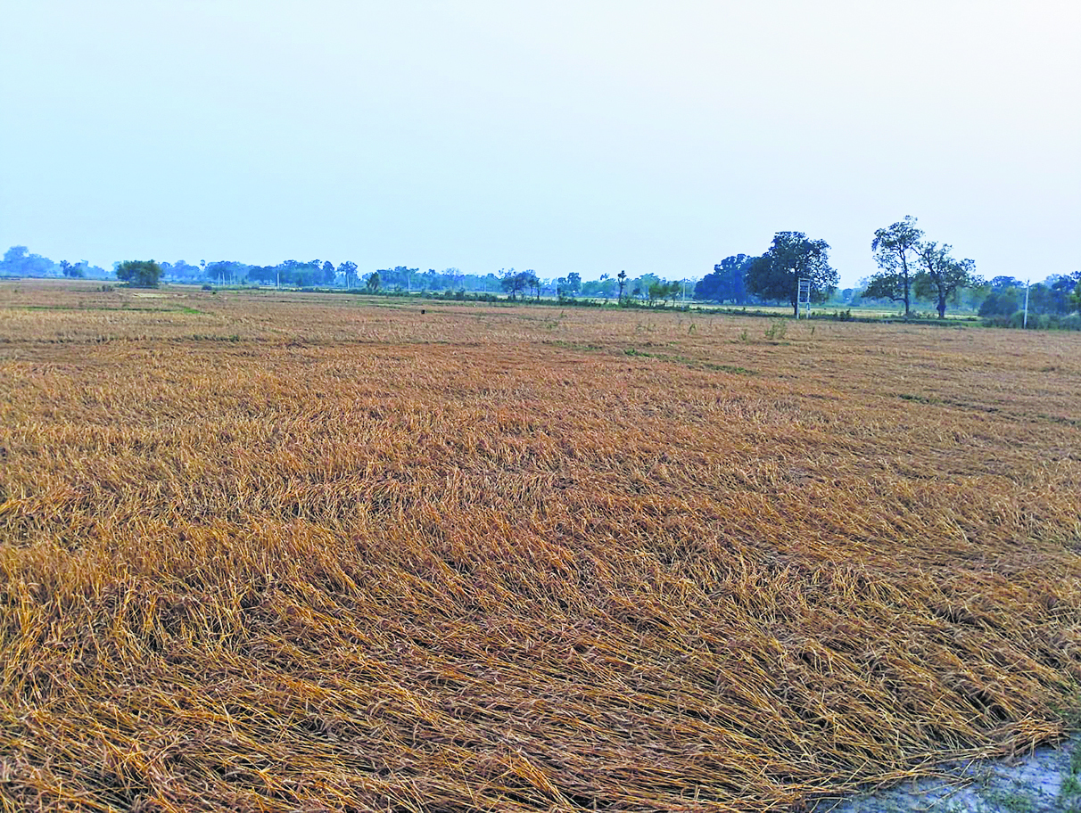 Gopalganj News : आंधी और ओलावृष्टि से फसलों को हुआ भारी नुकसान, आज भी अलर्ट जारी