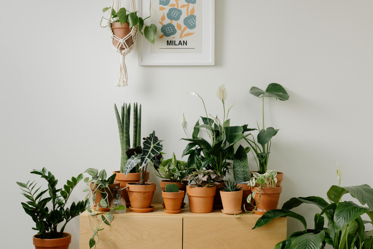Gardening Tips: कहीं आपके घर पर तो नहीं मौजूद ये पौधे? सेहत को हो सकते हैं गंभीर नुकसान
