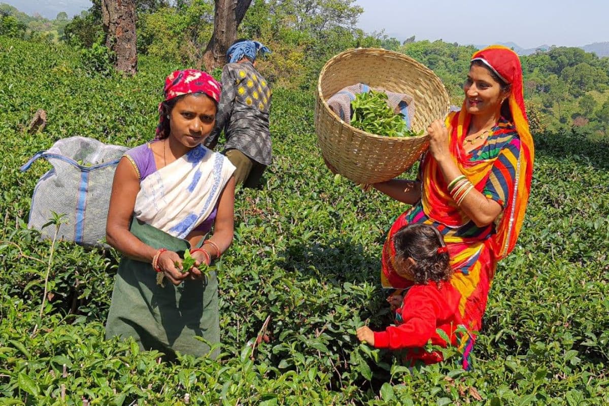 अब बिहार की जीविका दीदियां बनेंगी चाय कंपनी की मालकिन, राज्य के इस जिले से शुरू हुआ नया सफर