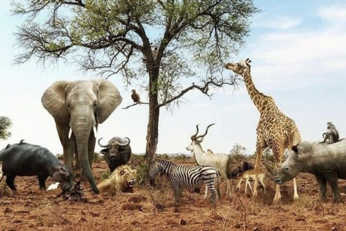International Biodiversity Day 2025: 22 मई को मनाया जाता है अंतरराष्ट्रीय जैव विविधता दिवस- क्या है इस वर्ष की थीम