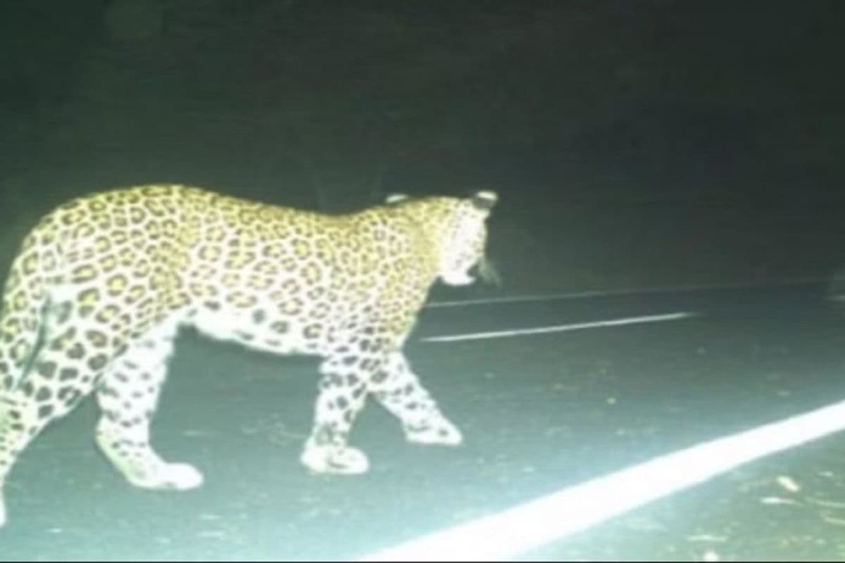 बगहा: जंगल से भटककर रिहायशी इलाके में पहुंचा तेंदुआ, टाइगर ट्रैकर ने किया पैर के निशान का निरीक्षण