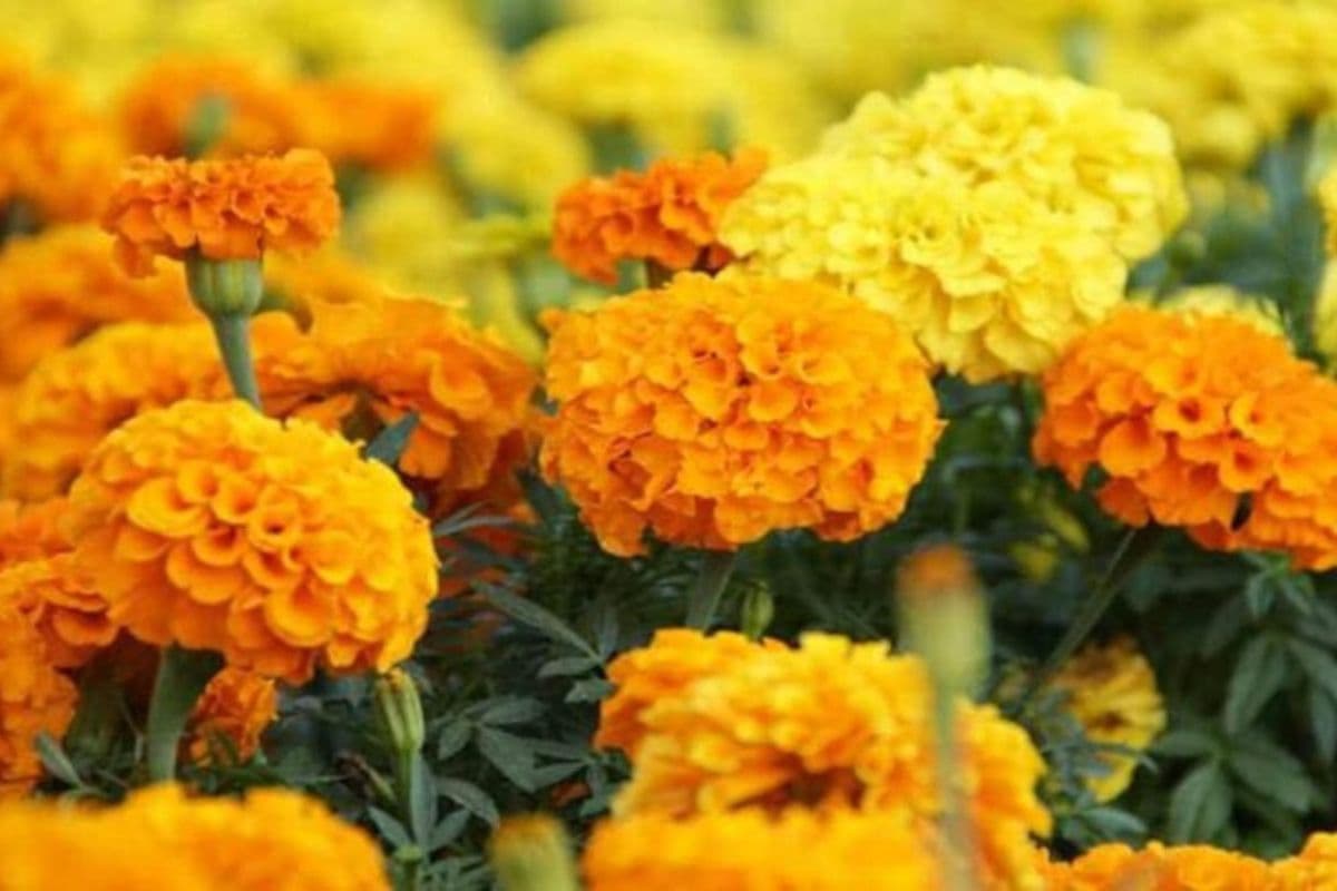 गेंदा फूल की खेती कर आत्मनिर्भर हुए किसान, बाजार में मिलता है बढ़िया भाव