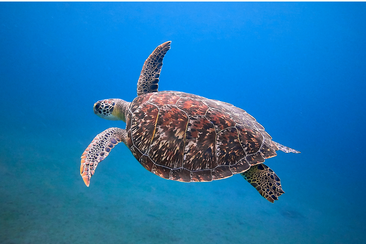 World Turtle Day 2025: जानिए इस दिन का महत्व और कछुओं से जुड़ी 10 हैरान कर देने वाली बातें
