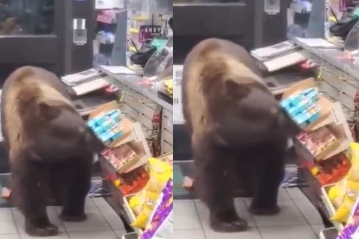 भालू बना स्मार्ट चोर, grocery store सामान उठा हुआ रफूचक्कर