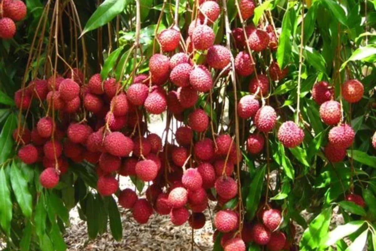 Muzaffarpur Shahi Litchi: दुनिया में मशहूर शाही लीची को मिली खास पहचान, GI टैग के बाद जारी हुआ डाक टिकट