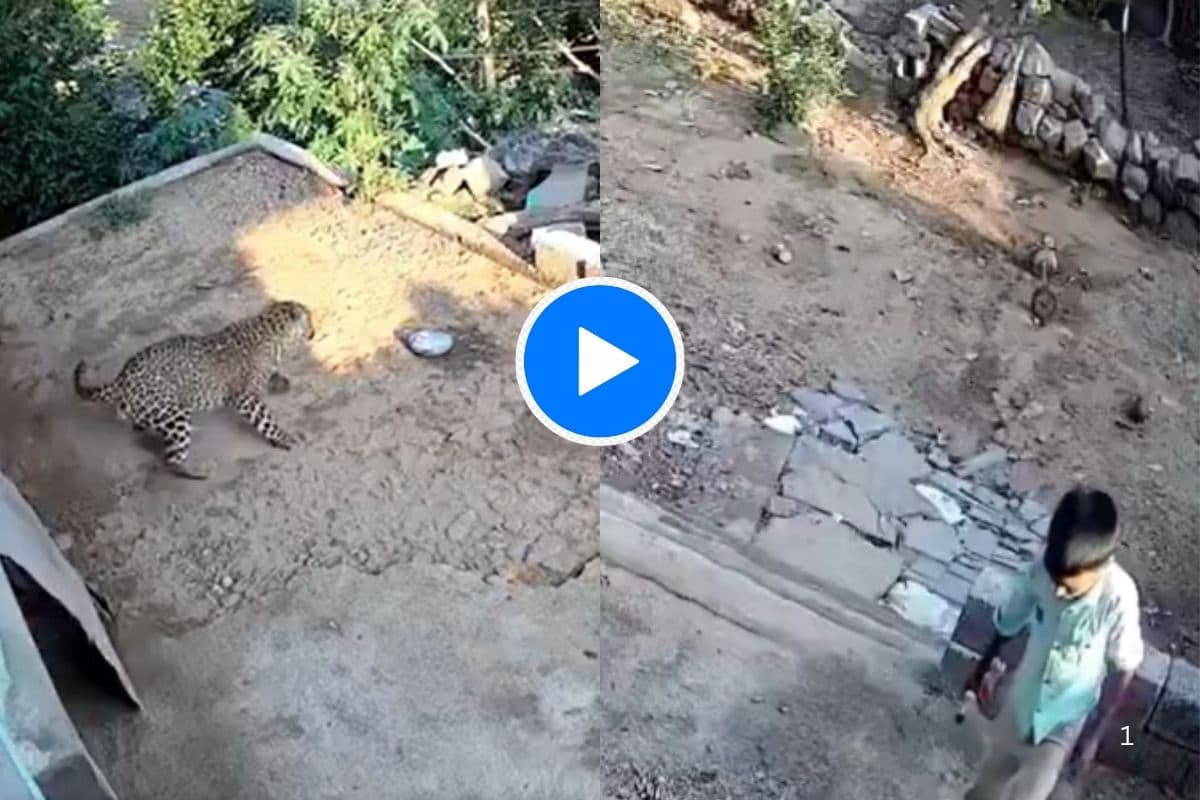 Viral Video: बाल-बाल बचा! बच्चे के सामने अचानक आ गया तेंदुआ, टल गया बड़ा खतरा, वायरल हो रहा वीडियो